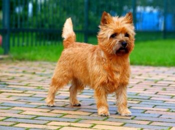 Веселый и преданный: особенности содержания породы керн терьер