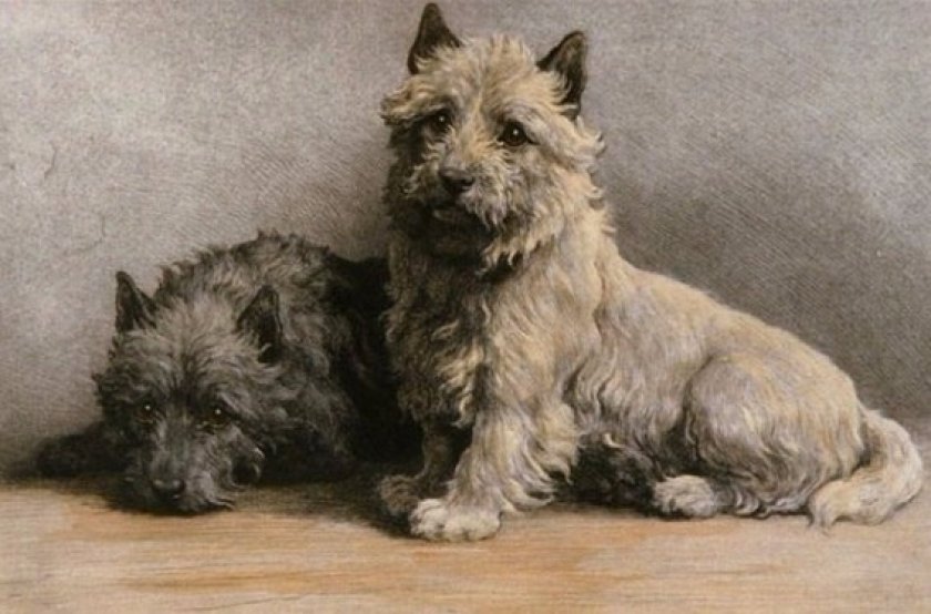 История породы