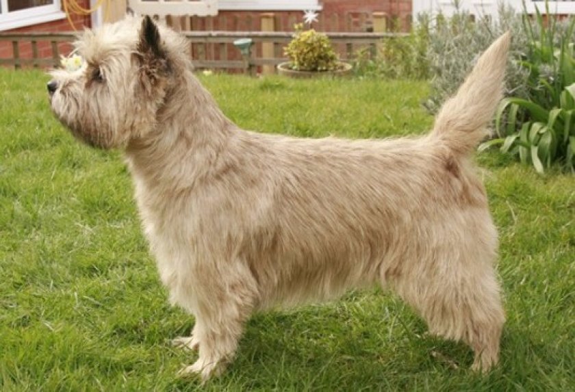 История породы керн-терьер