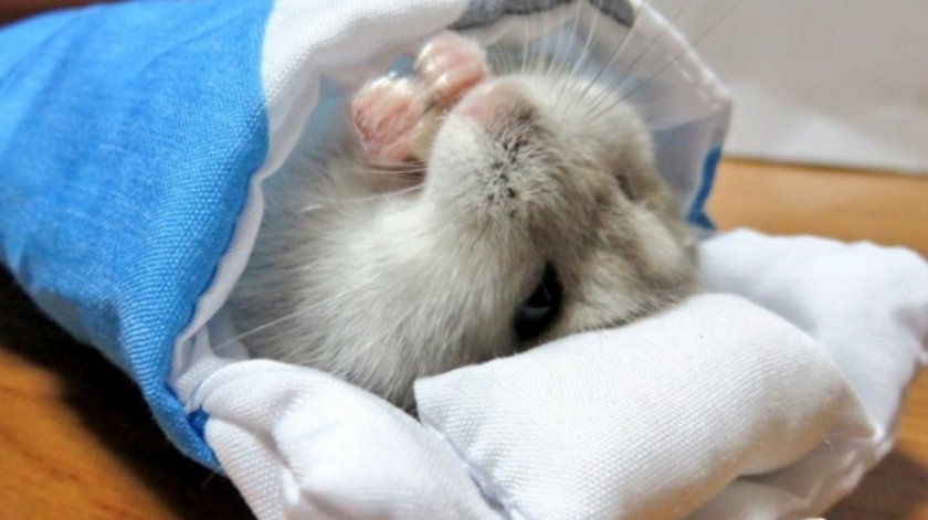 Больной хомяк