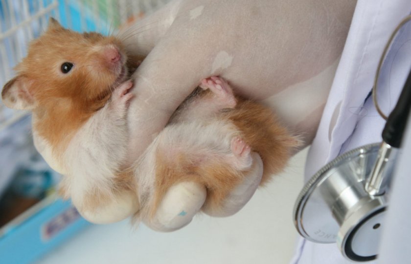 Хомяк у ветеринара