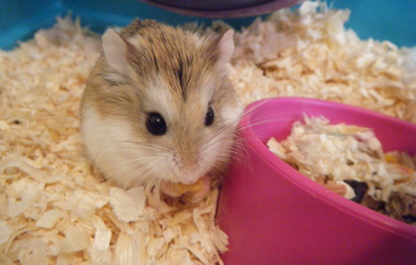 Хомяк в домашних условиях