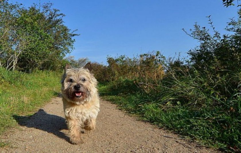 Керн-терьер