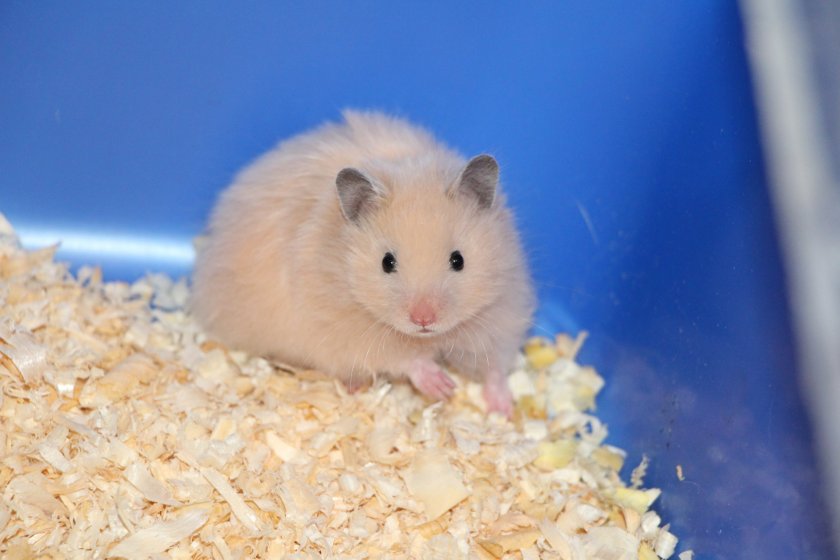 Сирийский хомяк