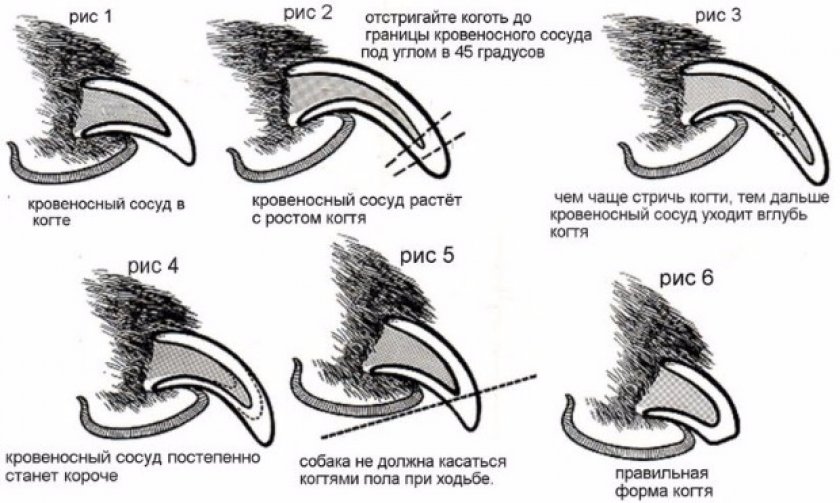 Подстригаем когти правильно