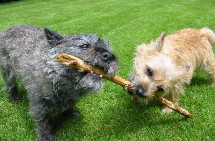 Керн-терьеры играют с палкой