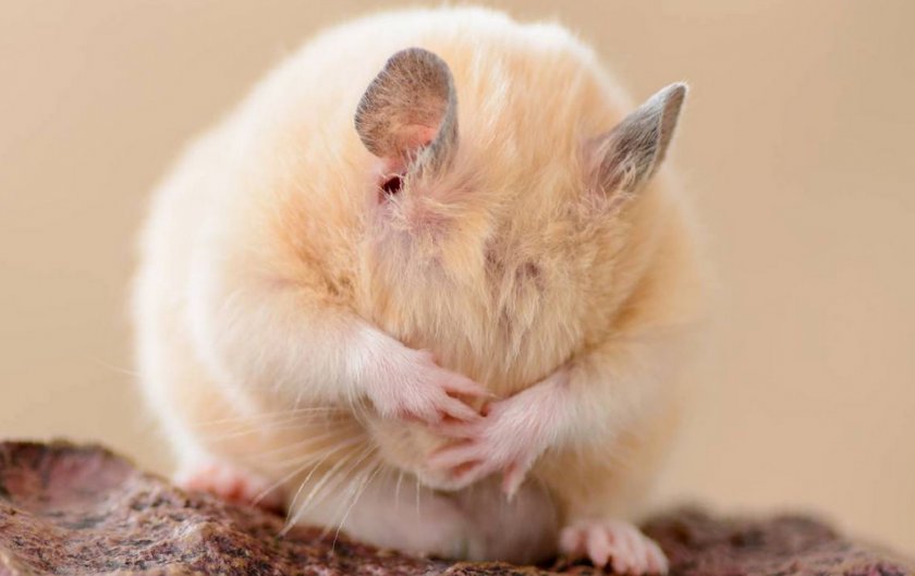 Хомяк Хомяк