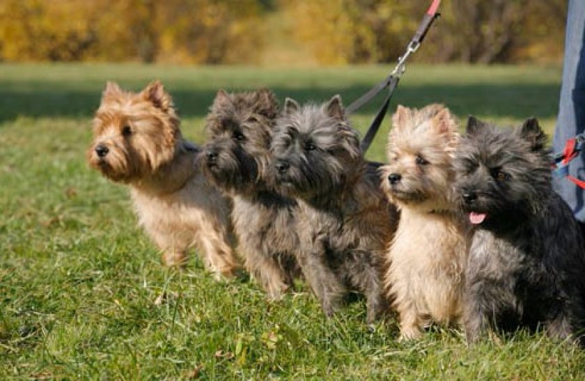 Керн-терьеры Керн-терьеры