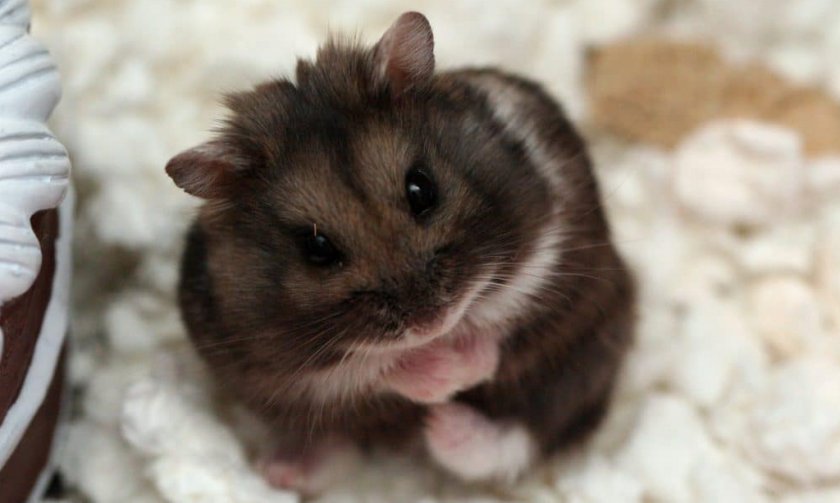 Глисты у хомяка Глисты у хомяка