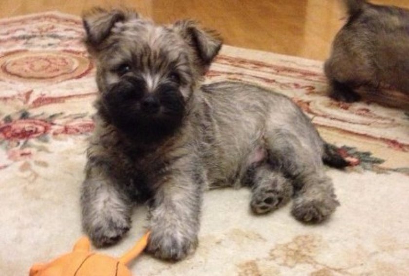 Щенок керн-терьера