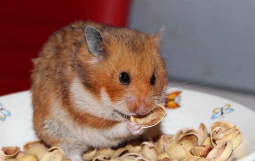 Фисташки в рационе хомяка