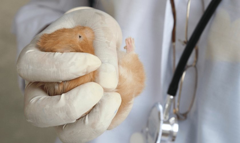 Осмотр хомяка ветеринаром