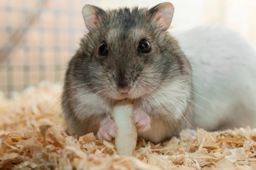 Джунгарский хомяк
