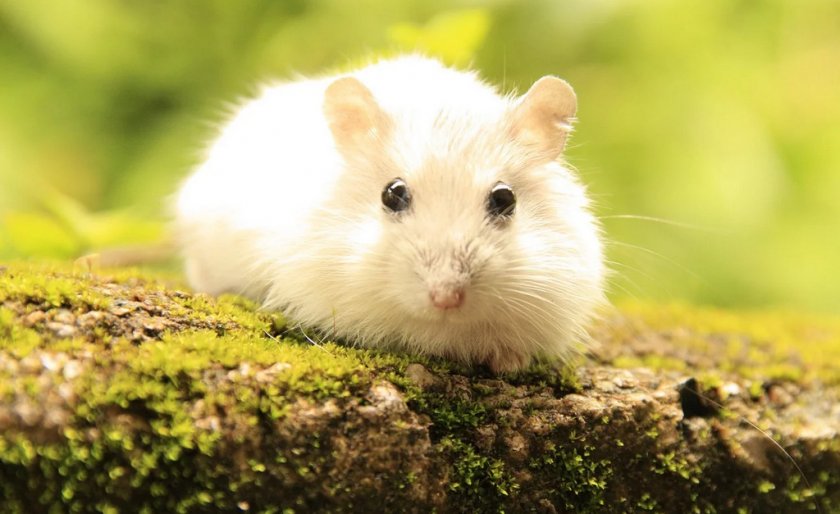 Хомяк Хомяк