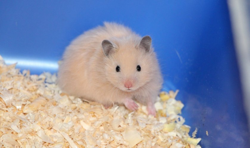 Сирийский хомяк Сирийский хомяк
