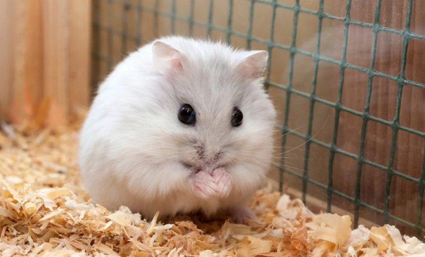 Джунгарский хомяк Джунгарский хомяк