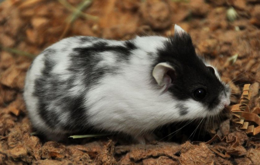 Хомяк Кемпбелла Хомяк Кемпбелла