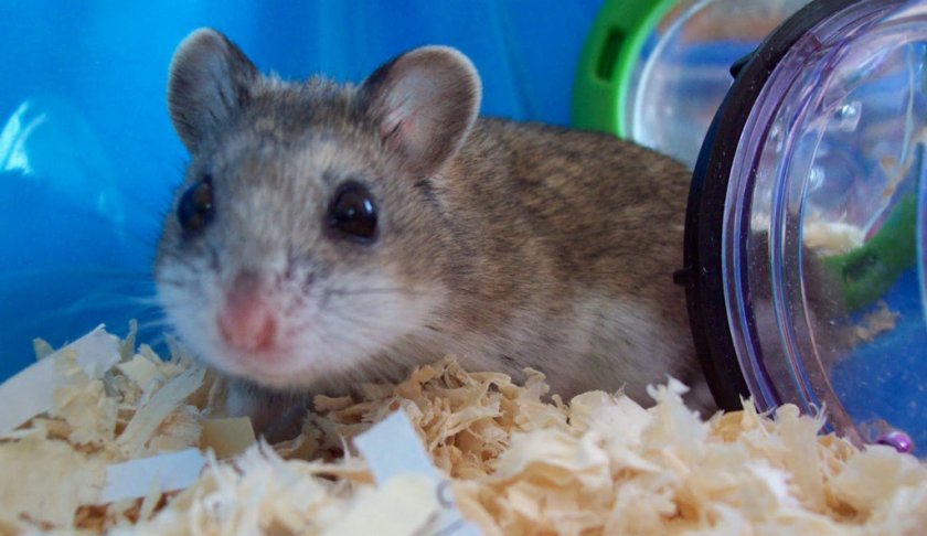 Китайский хомяк Китайский хомяк