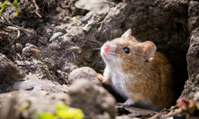 Хомяк в норе Хомяк в норе