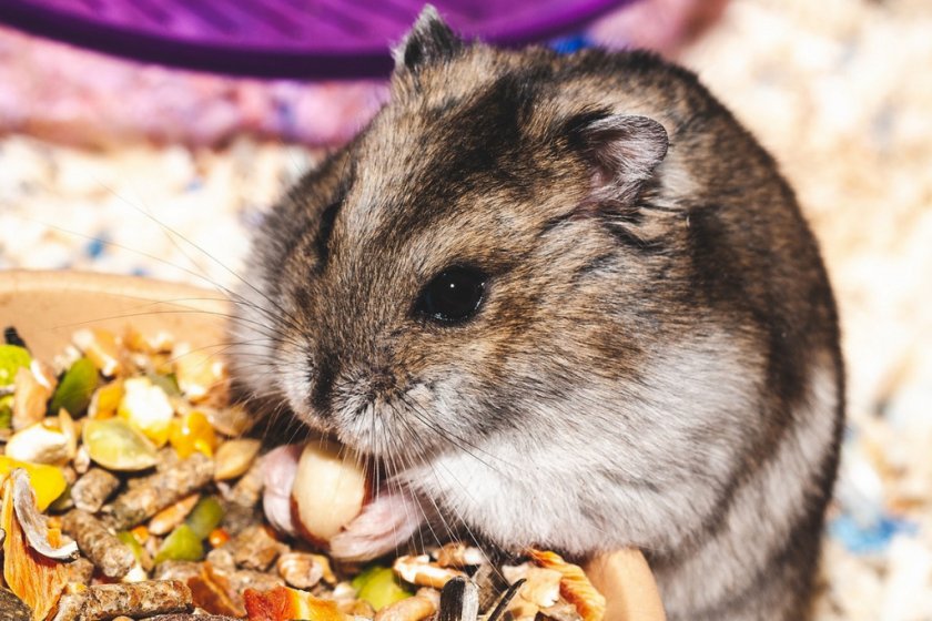 Хомячок кушает Хомячок кушает