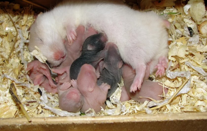 Хомяк с малышами Хомяк с малышами