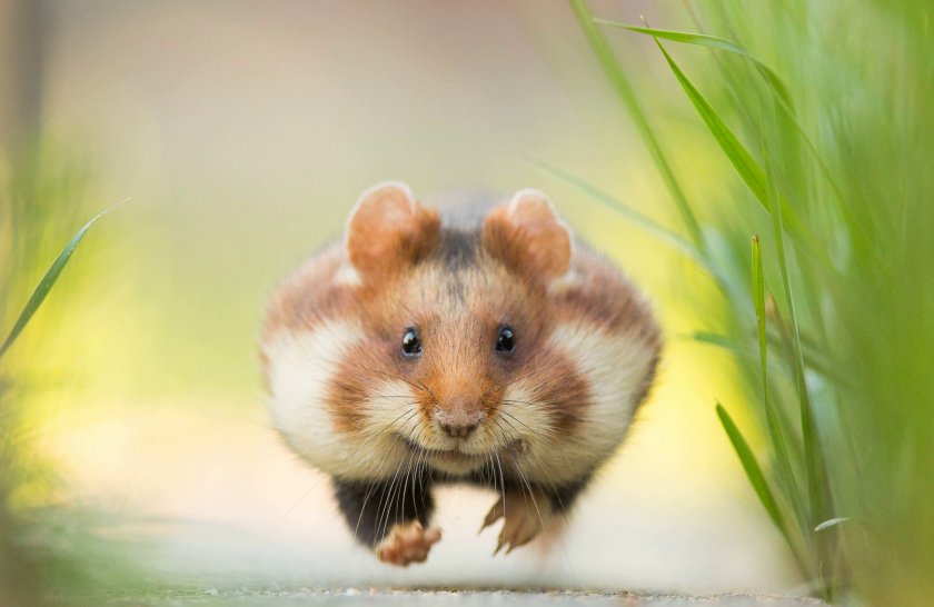 Скорость хомяка