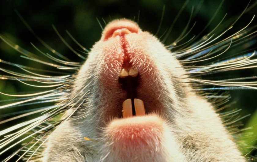 Зубы хомяка