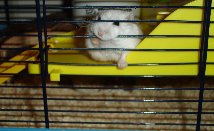 Хомяк точит зубы