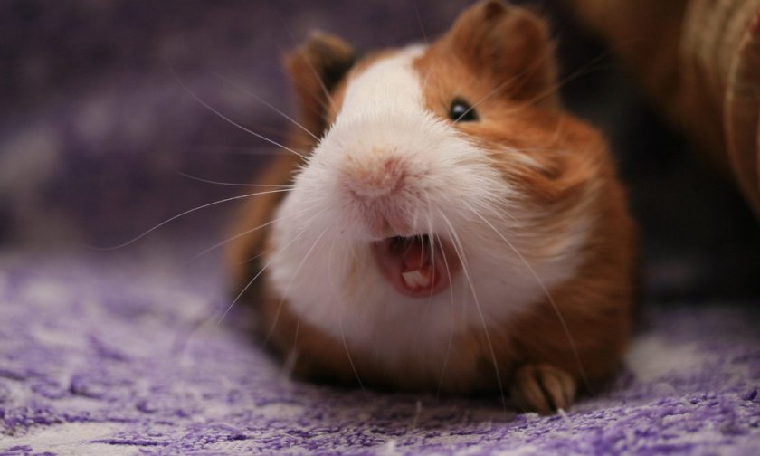 Укороченные зубы у хомяка
