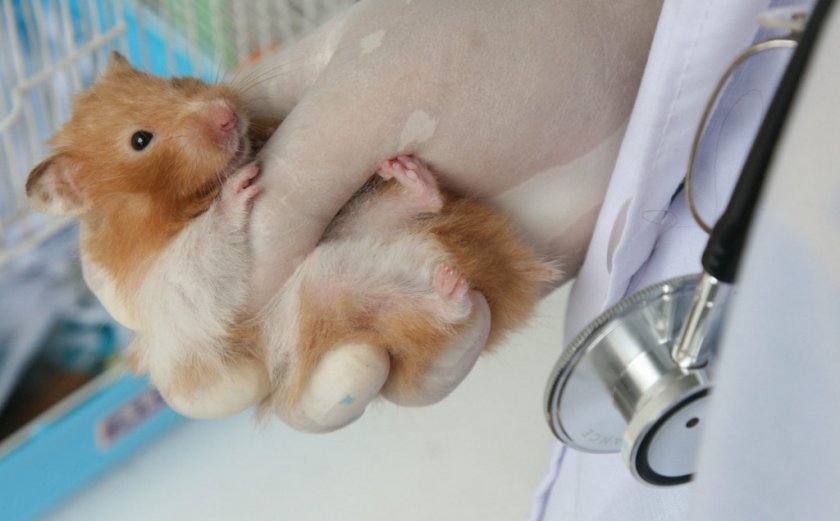 Хомяк у ветеринара