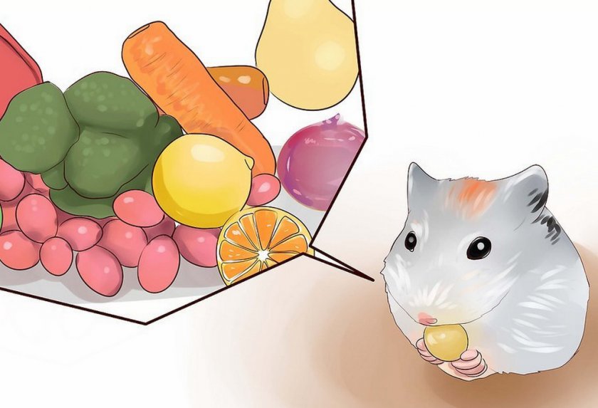 Питание хомяка
