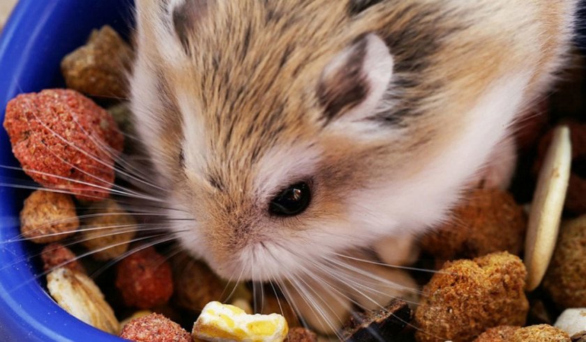 Хомяк грызет корм