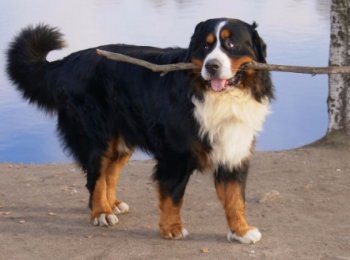 Верный и преданный: уход за породой бернский зенненхунд