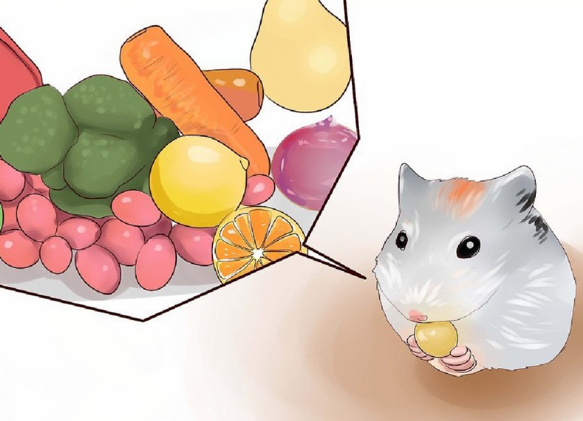 Корм для хомячков Корм для хомячков