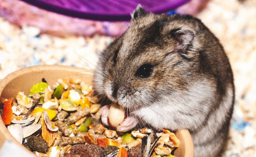 Хомяк ест корм