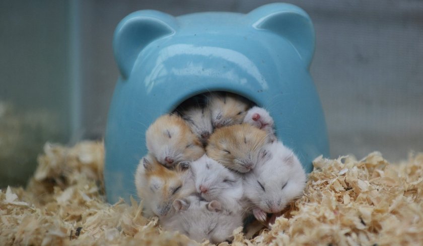 Спячка хомячков Спячка хомячков