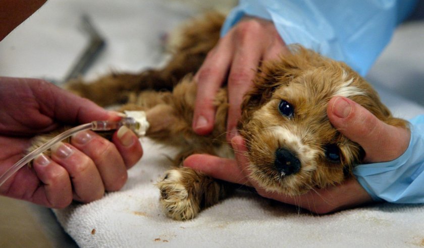 Ротавирус у щенка Ротавирус у щенка