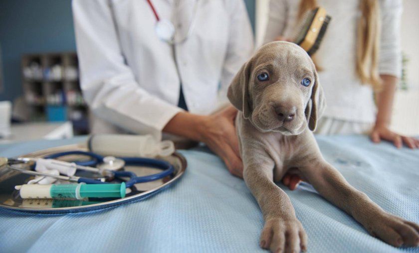 Симптомы ротавируса у собак Симптомы ротавируса у собак