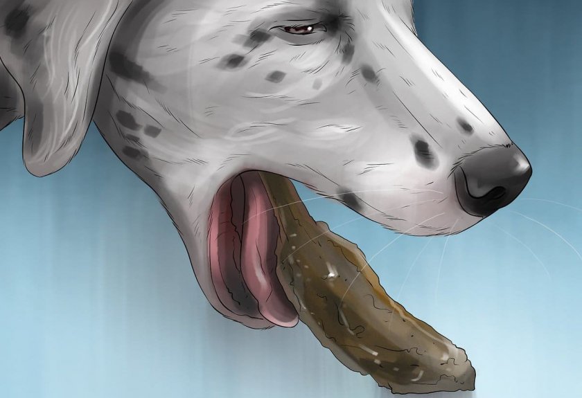 Рвота у собаки