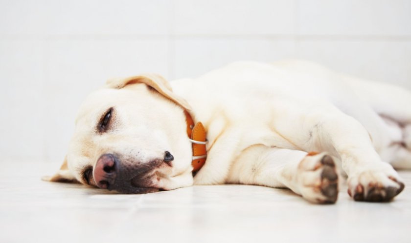 Первая помощь собаке при рвоте