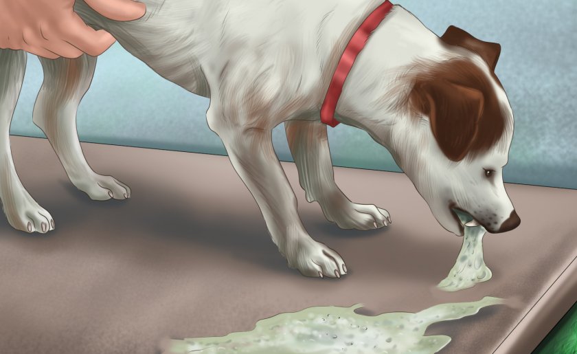 Рвота у собак