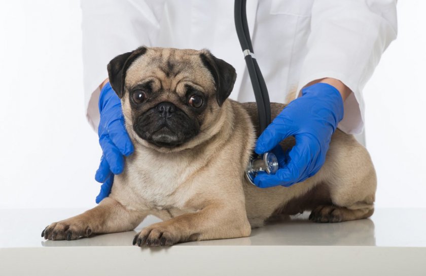 Кардиологические заболевания у собак