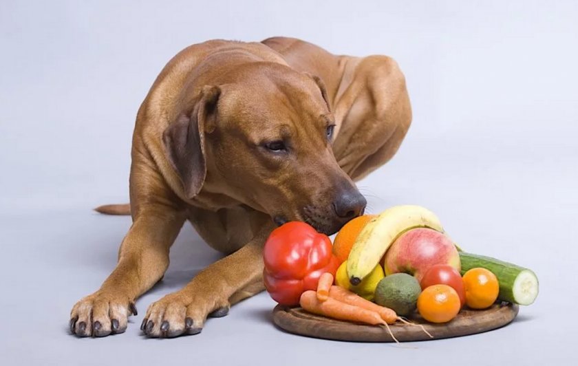 Питание собаки