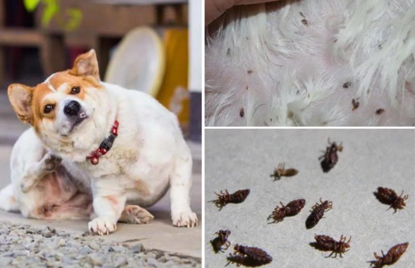 Вши у собаки