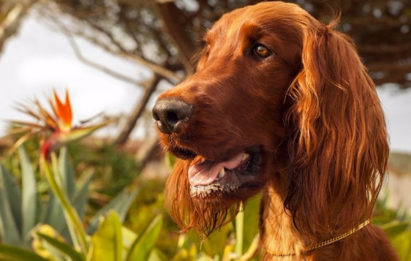 Голова ирландского сеттера