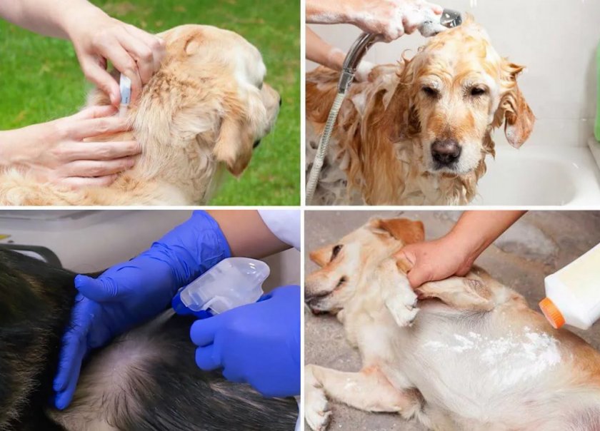 Обработка собак от вшей