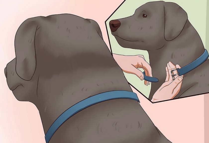 Ошейник от блох для собак