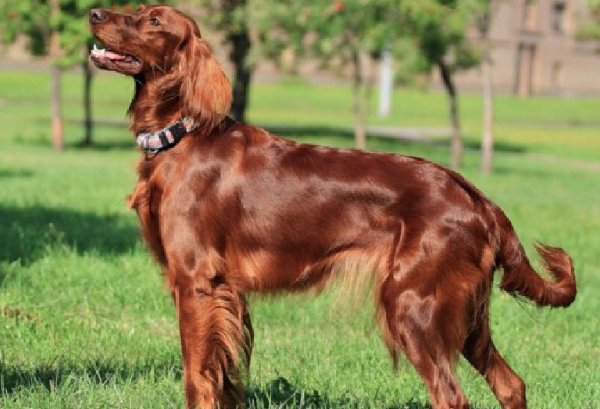 Порода ирландский сеттер