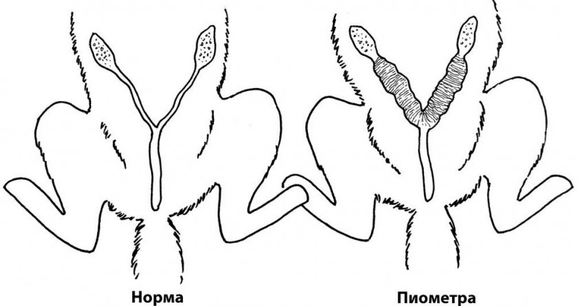 Пиометра у собак Пиометра у собак