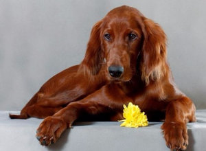 Ирландский сеттер